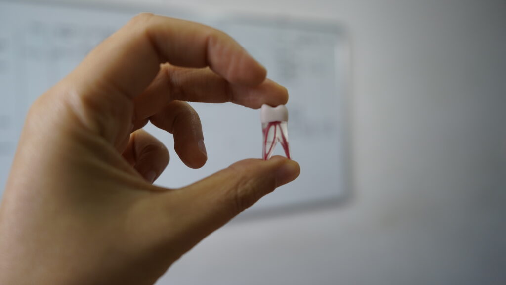 Subunidad de Endodoncia incorpora réplicas dentarias para mejorar la modalidad del aprendizaje